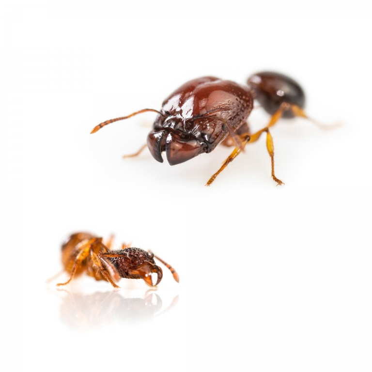 Acanthomyrmex thailandensis